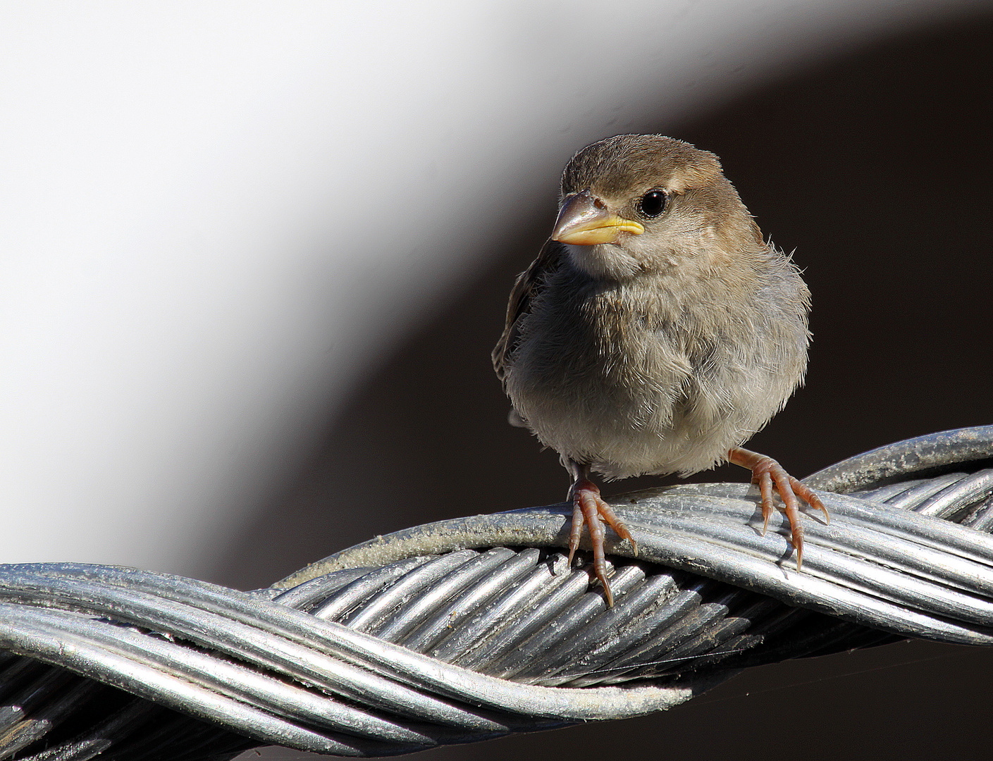 Lieber ein Spatz in der Hand als...........