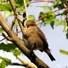 Lieber ein Spatz in der Hand, als....