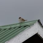 Lieber ein Spatz in der Hand als die Taube auf dem Dach oder wars umgekehrt?