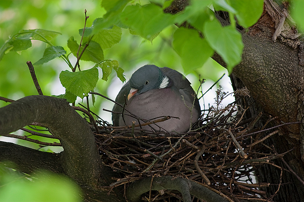 lieber ein Spatz in der Hand als eine Taube...