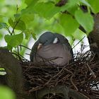 lieber ein Spatz in der Hand als eine Taube...