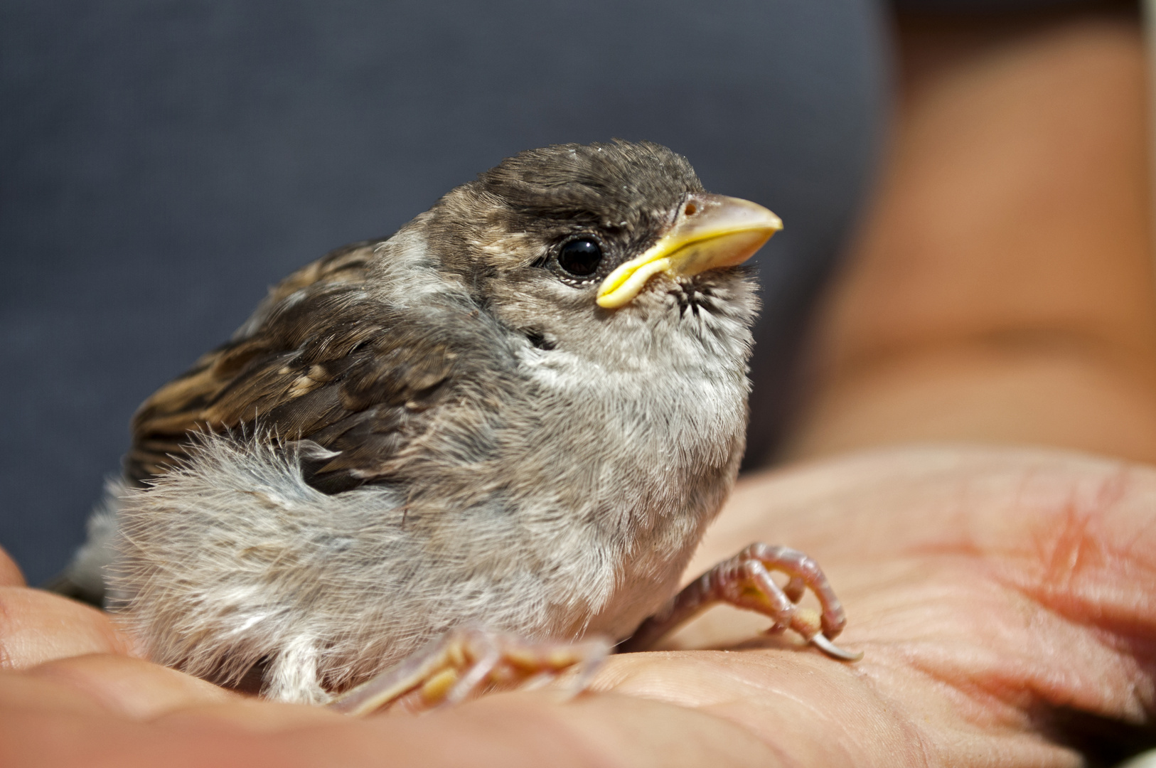 Lieber ein Spatz in der Hand als eine Taube auf dem Dach