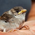 Lieber ein Spatz in der Hand als eine Taube auf dem Dach