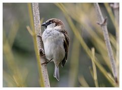 Lieber ein Spatz in der Hand . . .