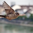 Lieber ein Spatz über dem Dach...