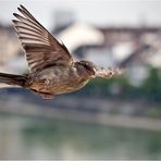 Lieber ein Spatz über dem Dach...