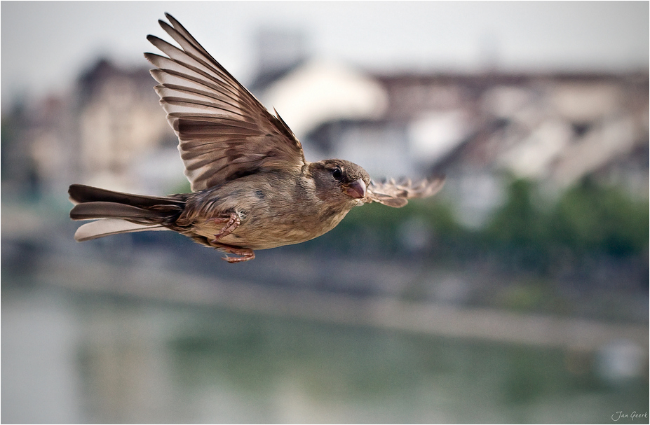 Lieber ein Spatz über dem Dach...