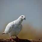 Lieber eine Taube auf dem Dach