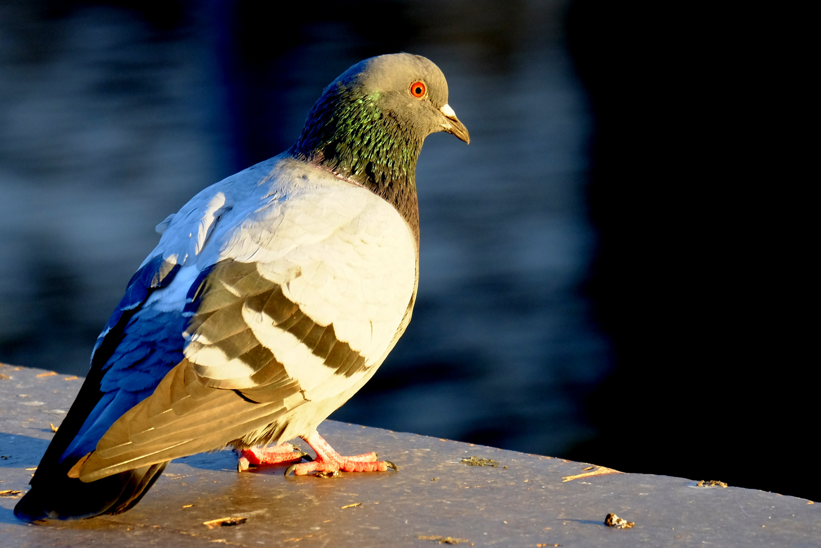 Lieber eine Taube auf dem Dach... Foto & Bild natur, taube