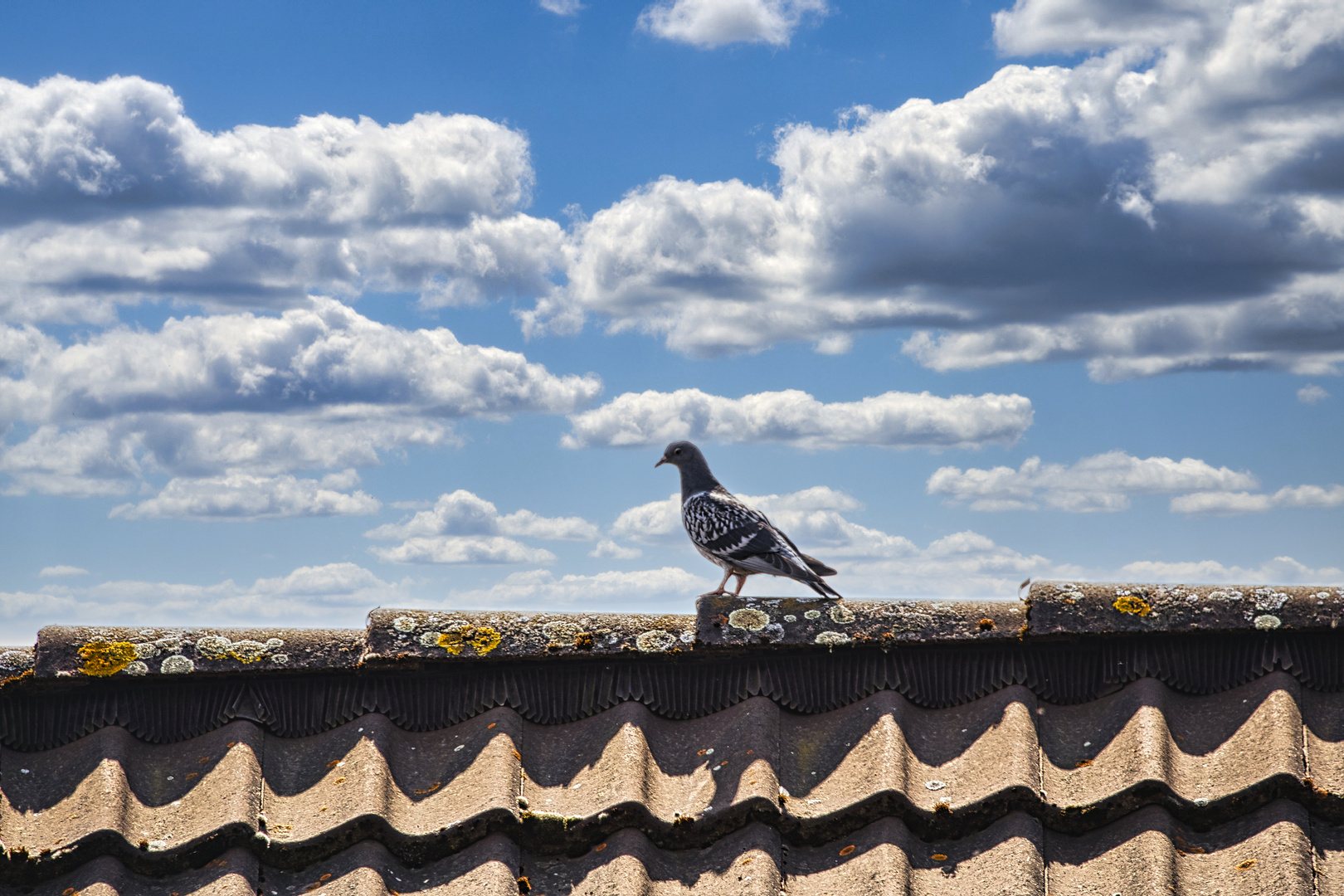 Lieber eine Taube auf dem Dach...