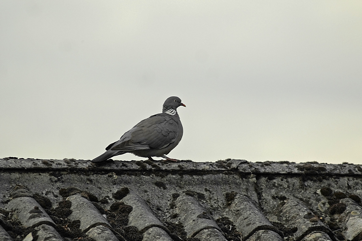 Lieber eine Taube auf dem Dach als Foto & Bild natur tauben