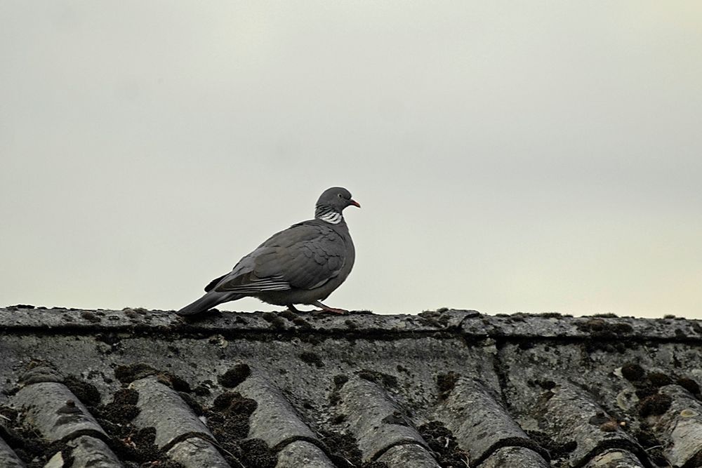 Lieber eine Taube auf dem Dach als ...