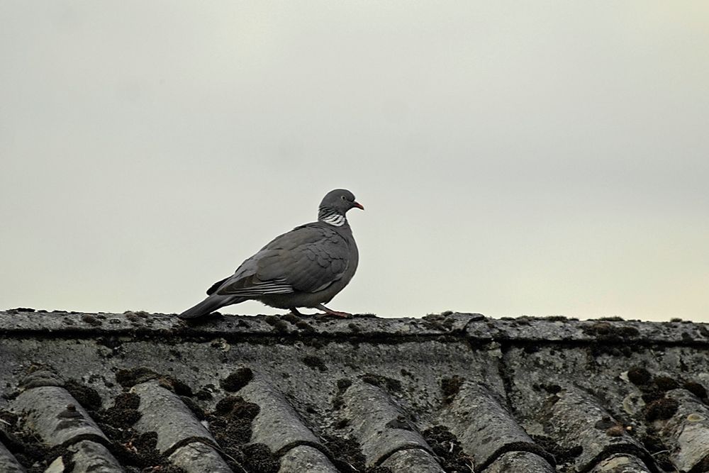Lieber eine Taube auf dem Dach als Foto & Bild natur tauben