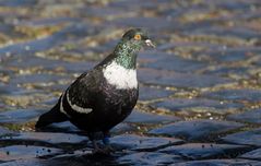 Lieber eine Taube auf dem Dach .. als ein Spatz in der Hand..