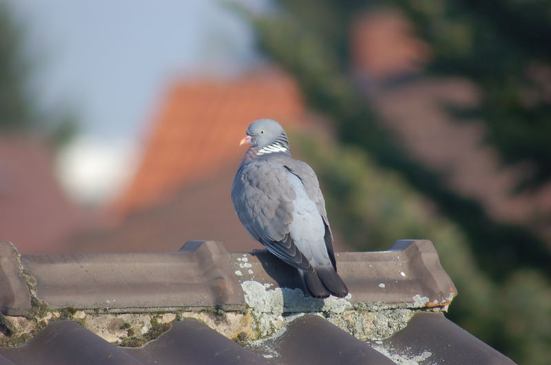 Lieber eine Taube auf dem Dach... oder wie war das???