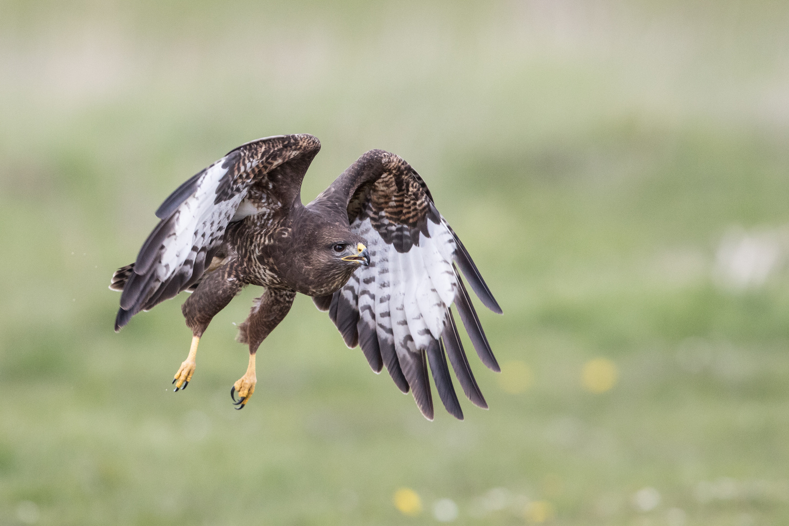 Lieber einen Bussard als gar keinen Adler !!