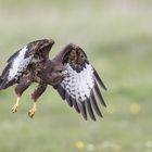 Lieber einen Bussard als gar keinen Adler !!