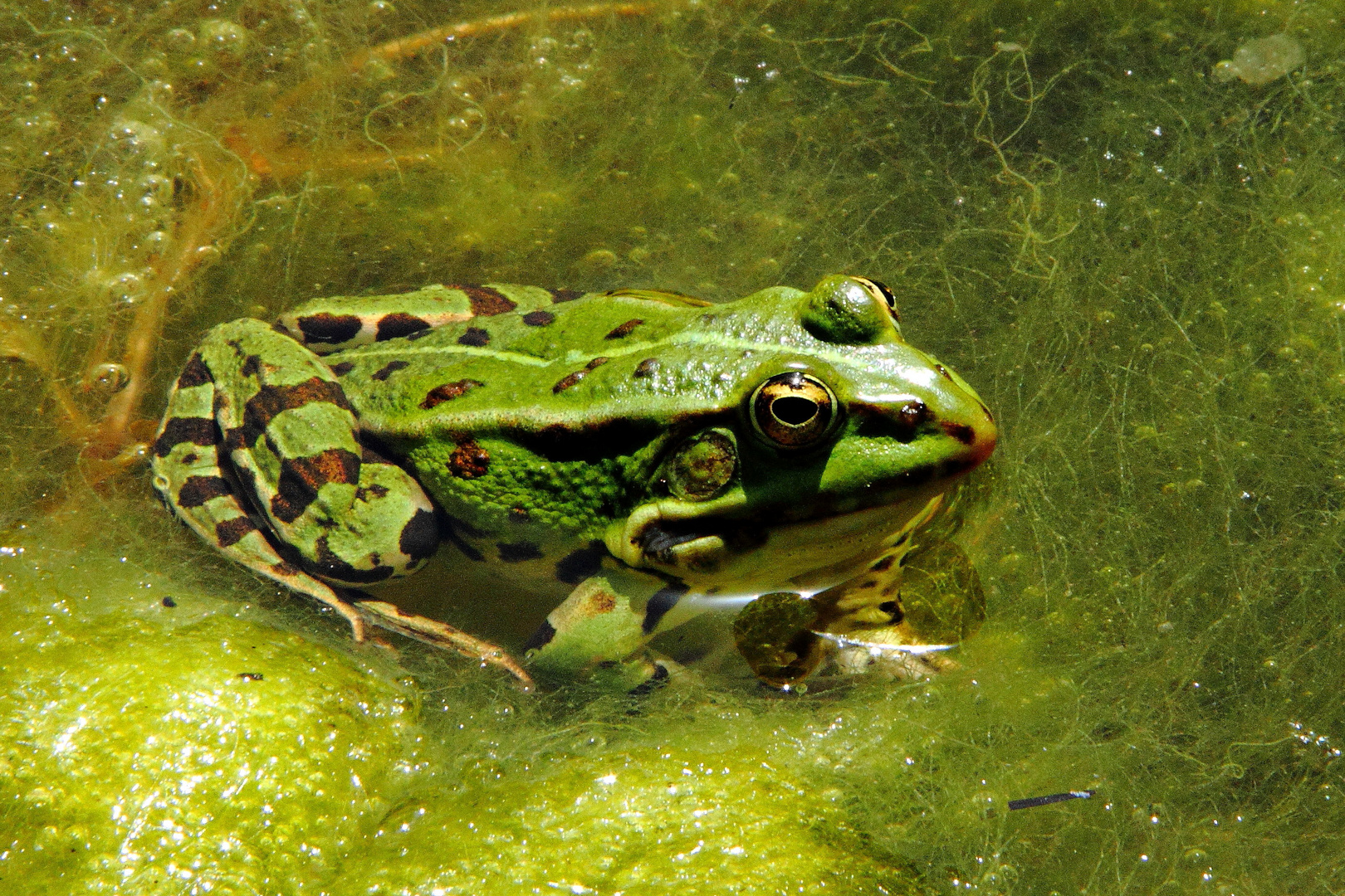 Lieber einen Frosch im Teich als einen Frosch im Hals :-)