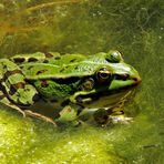 Lieber einen Frosch im Teich als einen Frosch im Hals :-)