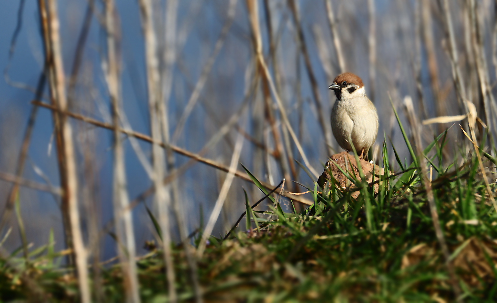 "Lieber einen Spatz, als gar nix"