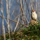 "Lieber einen Spatz, als gar nix"