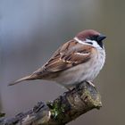 Lieber einen Spatz auf dem Ast, als eine Taube auf dem Dach