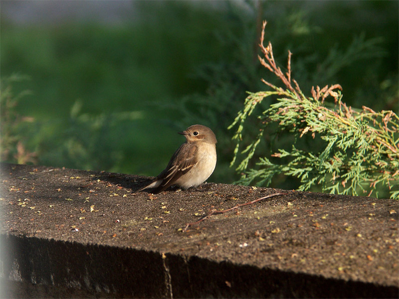 Lieber einen Spatz .....