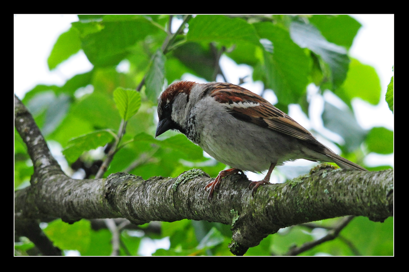 lieber einen Spatz....