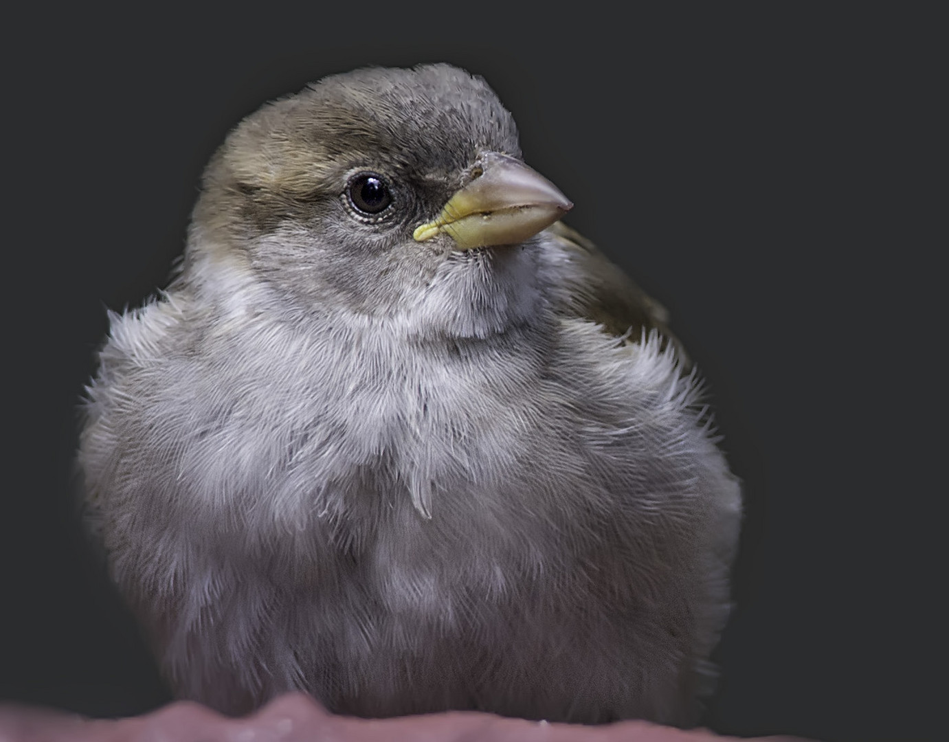 Lieber einen Spatz in der Hand.... Foto & Bild tiere, wildlife, wild lebende vögel Bilder Lieber einen Spatz in der Hand.... Foto & Bild tiere, wildlife, wild lebende vögel Bilder