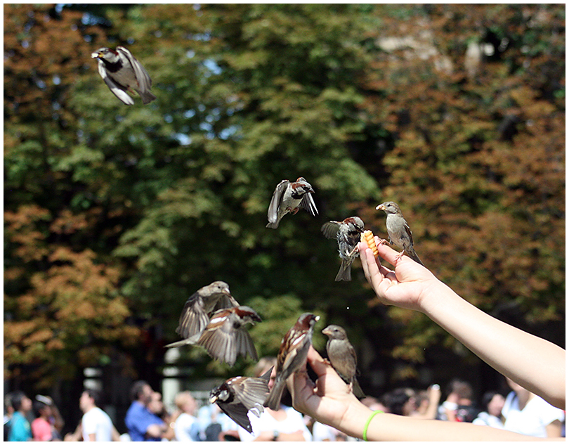 Lieber einen Spatz in der Hand...