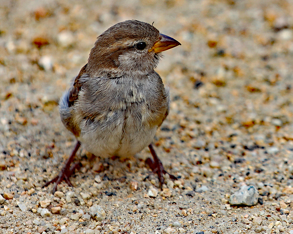 Lieber einen Spatz in der Hand .........