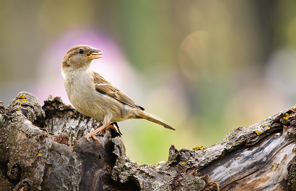 Lieber einen Spatz in der Hand als...... Foto & Bild tiere, wildlife, wild lebende vögel Lieber einen Spatz in der Hand als...... Foto & Bild tiere, wildlife, wild lebende vögel