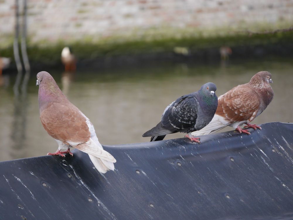 Lieber einen Spatz in der Hand