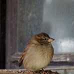 Lieber einen Spatz in der Hand ....