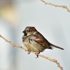 Lieber einen Spatz in der Hand oder auf dem Ästchen, als...