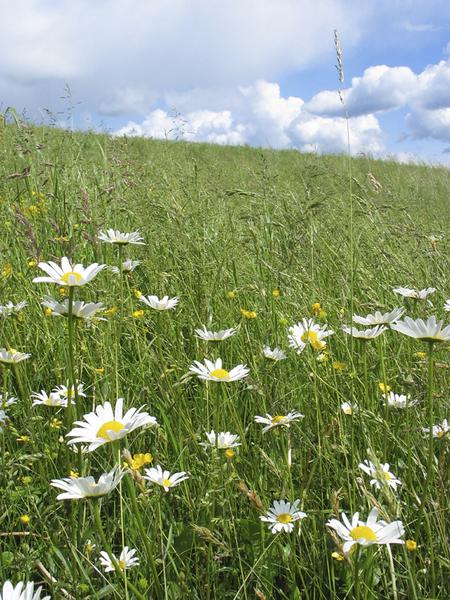 Lieber Frühling