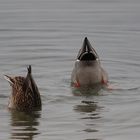 Lieber gemeinsam abtauchen als untergehen dachten die Enten.