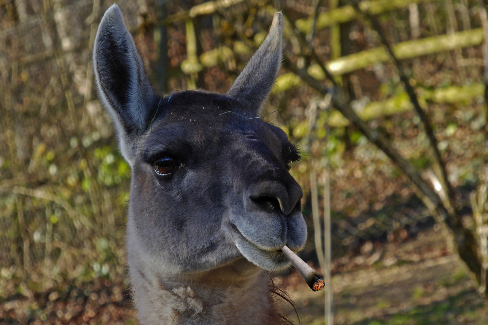 Lieber Gras Rauchen Als Heuschnupfen Foto Bild Tiere Zoo Wildpark Falknerei Saugetiere Bilder Auf Fotocommunity