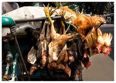 Lieber Hahn im Korb als Huhn in der Suppe. © Udo Siebigteroth