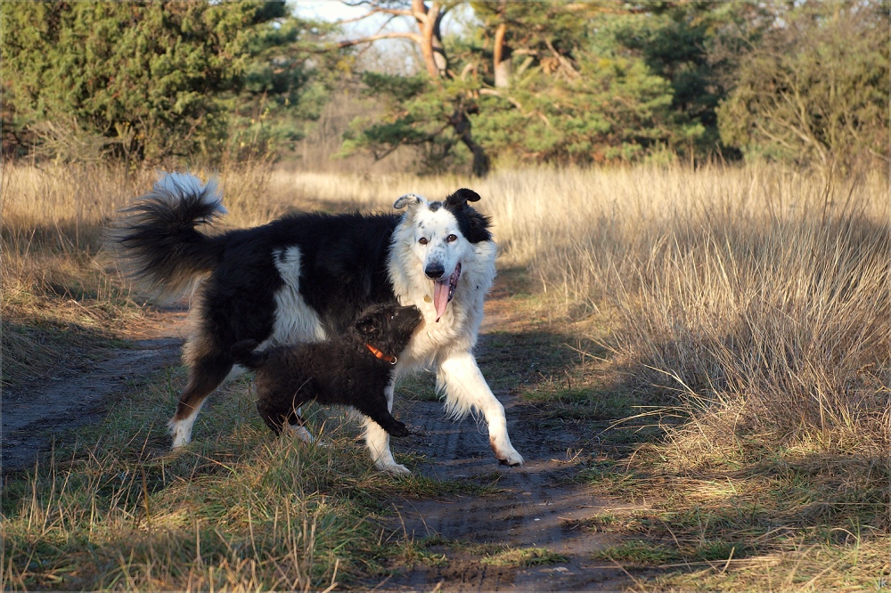 lieber himmelhund...