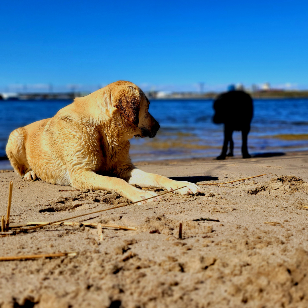 Lieber im Schatten bleibend!