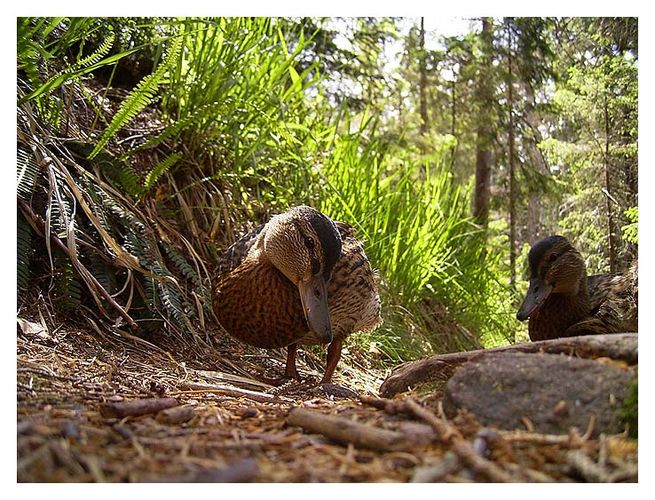 lieber 'ne ente im wald, als'n vogel im hirn