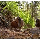 lieber 'ne ente im wald, als'n vogel im hirn