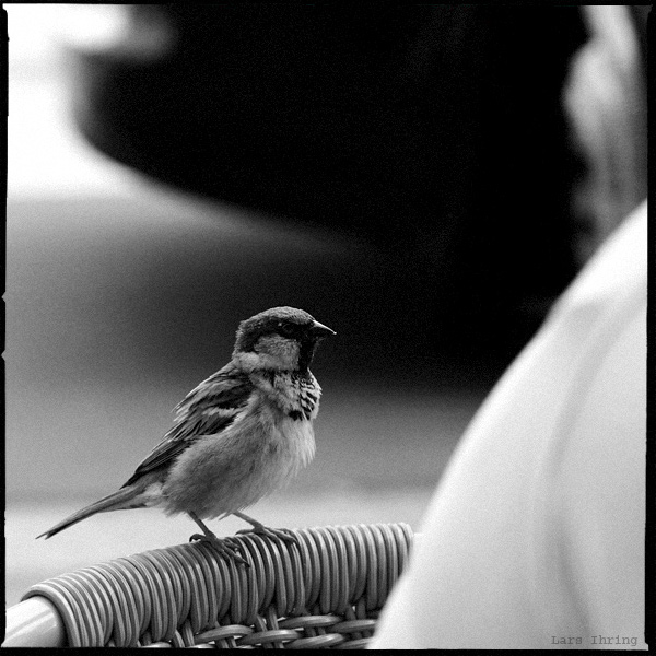 Lieber nen Spatz in der Hand als die Taube aufm Dach