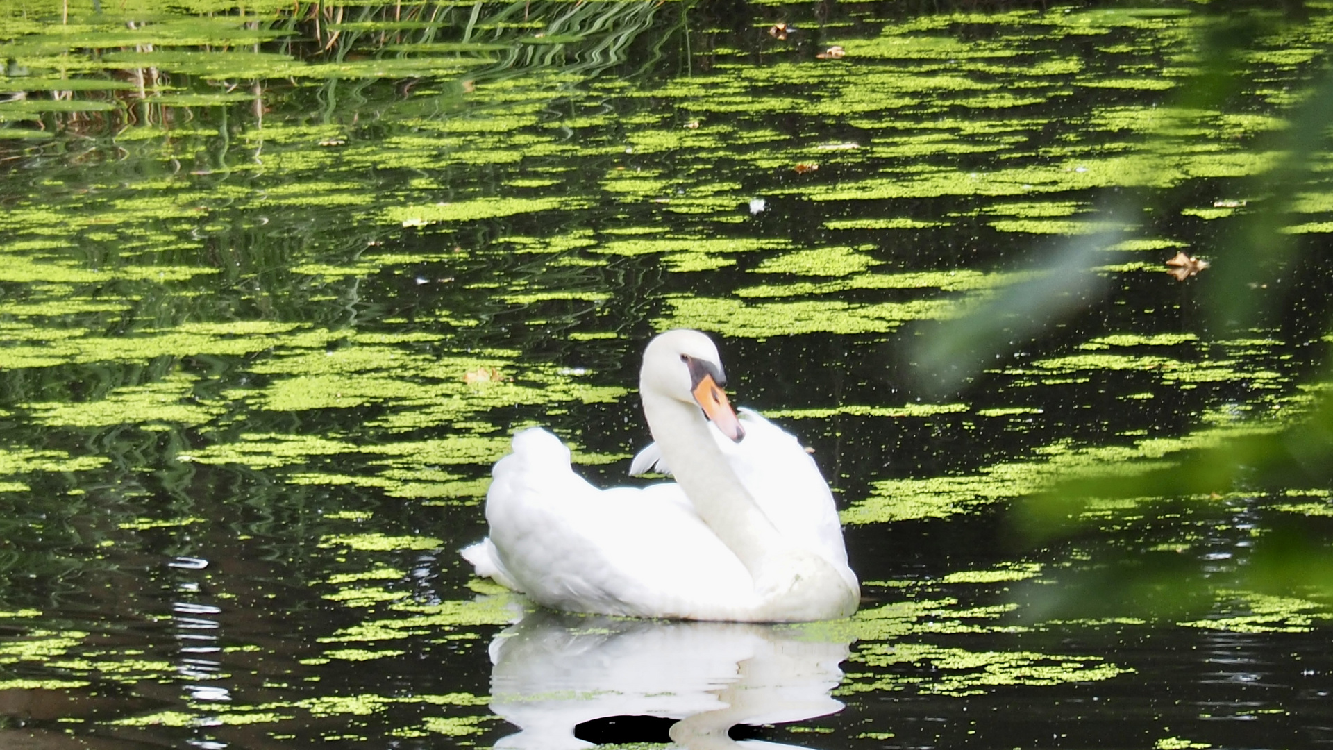 Lieber Schwan