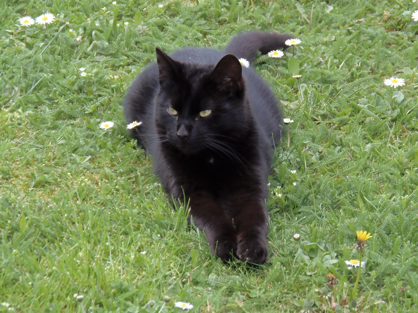 Lieber schwarzer Kater Foto & Bild | tiere, haustiere, katzen Bilder ...