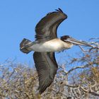 Lieber Vogel fliege weiter, nimm ein Gruß mit