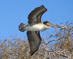 Lieber Vogel fliege weiter, nimm ein Gruß mit