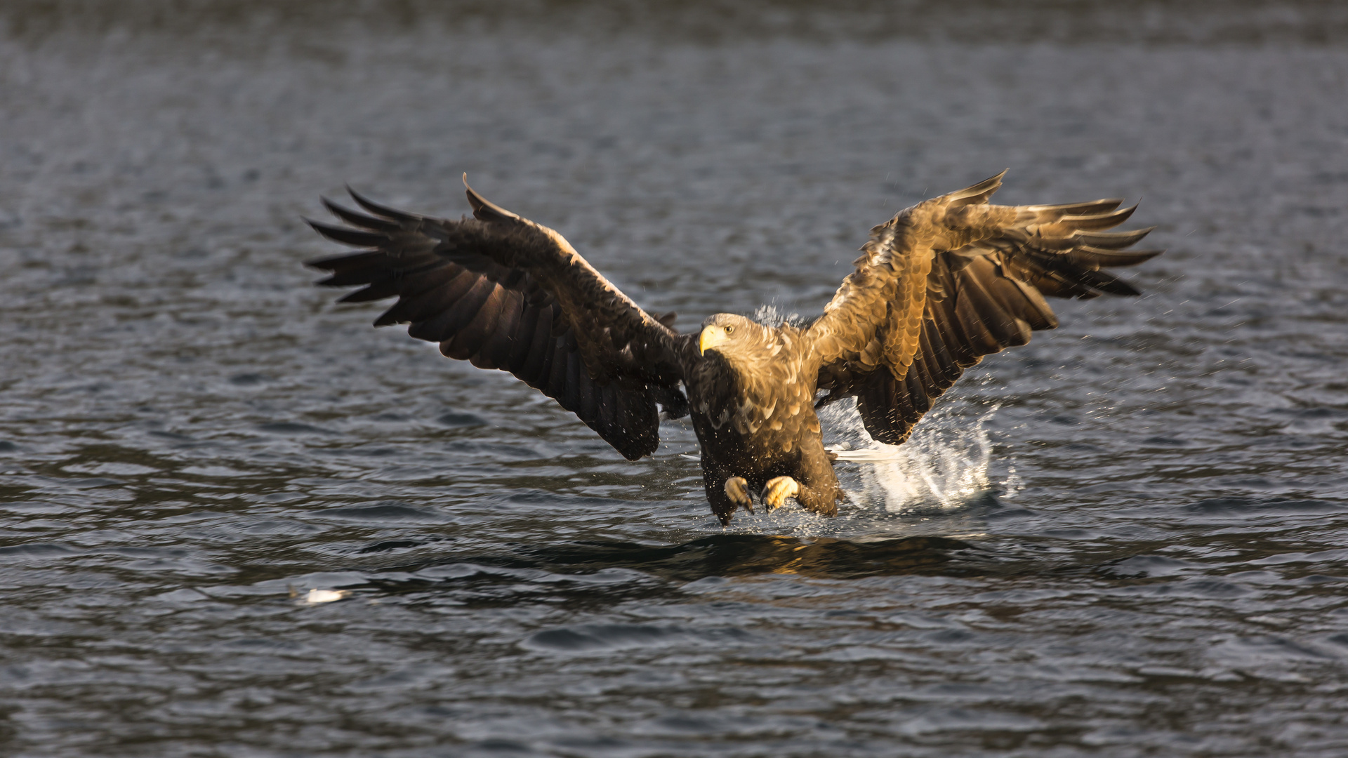 Lieber zu früh als zu spät Foto & Bild tiere, wildlife, wild lebende