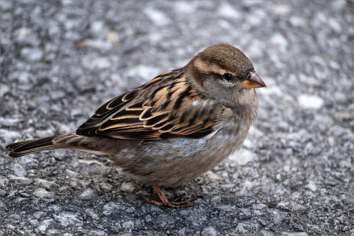 /// Lieber.einen.Spatz... ///